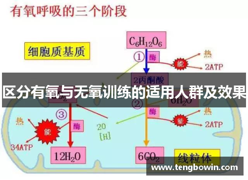 区分有氧与无氧训练的适用人群及效果